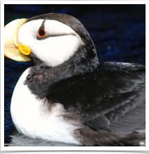 Puffin Horned - Floating Puffin Horned - Floating